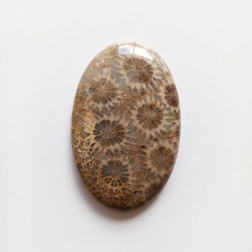 Cabujón Piedra Coral Fósil