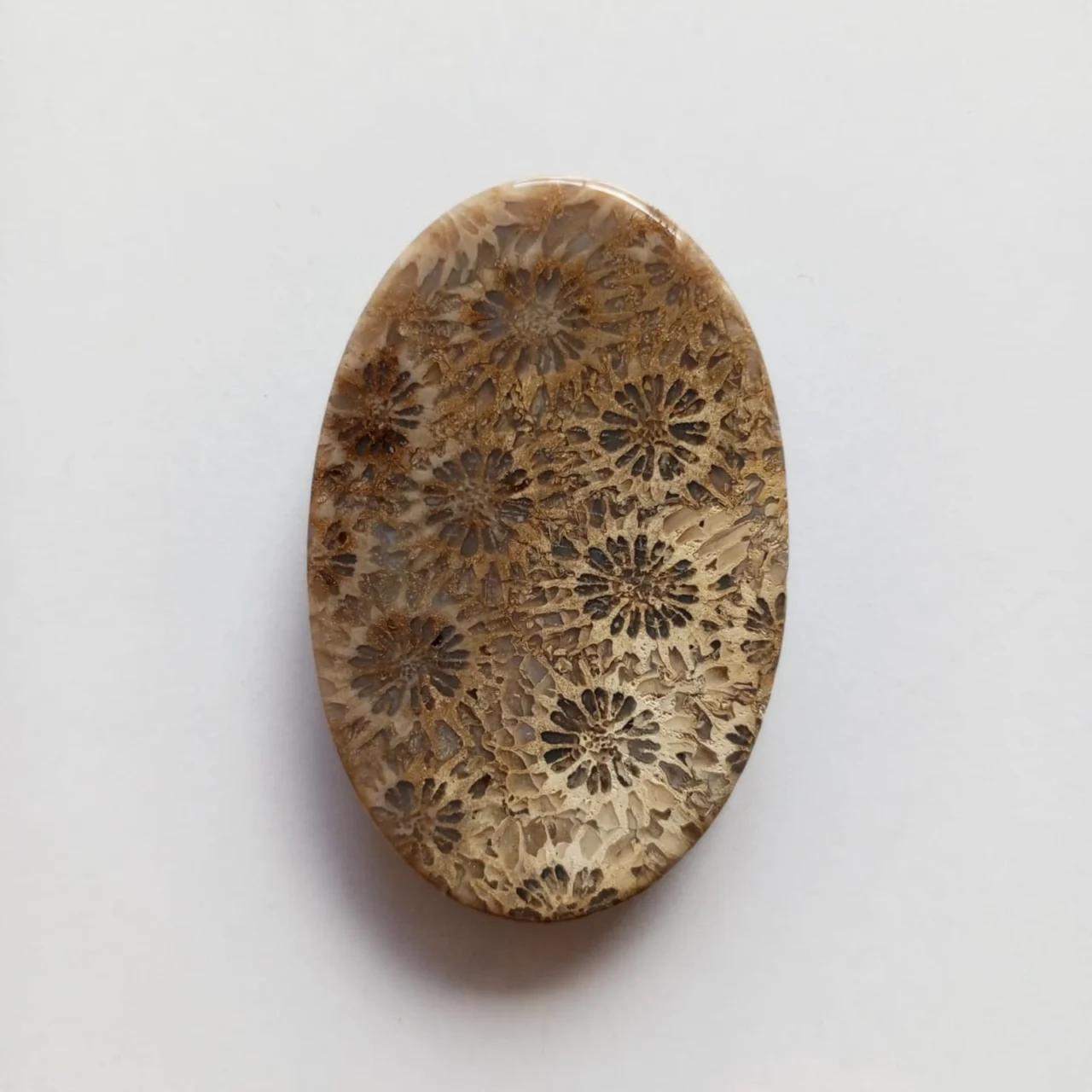Cabujón Piedra Coral Fósil