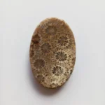 Cabujón Piedra Coral Fósil