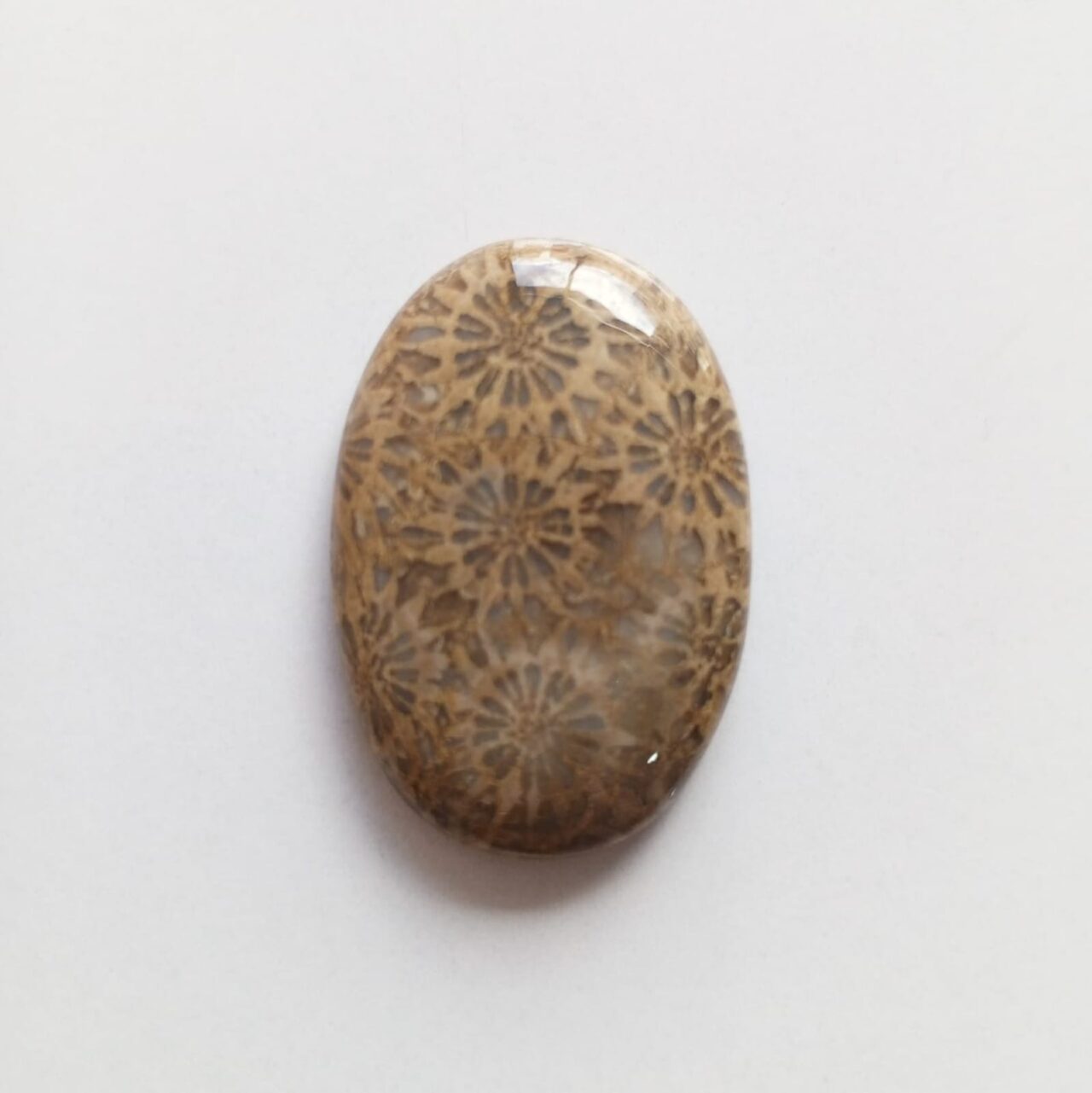 cabujon piedra coral fosil 12713