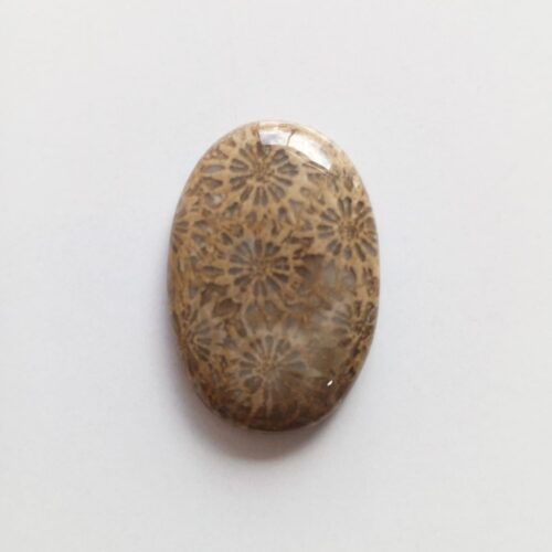 Cabujón Piedra Coral Fósil