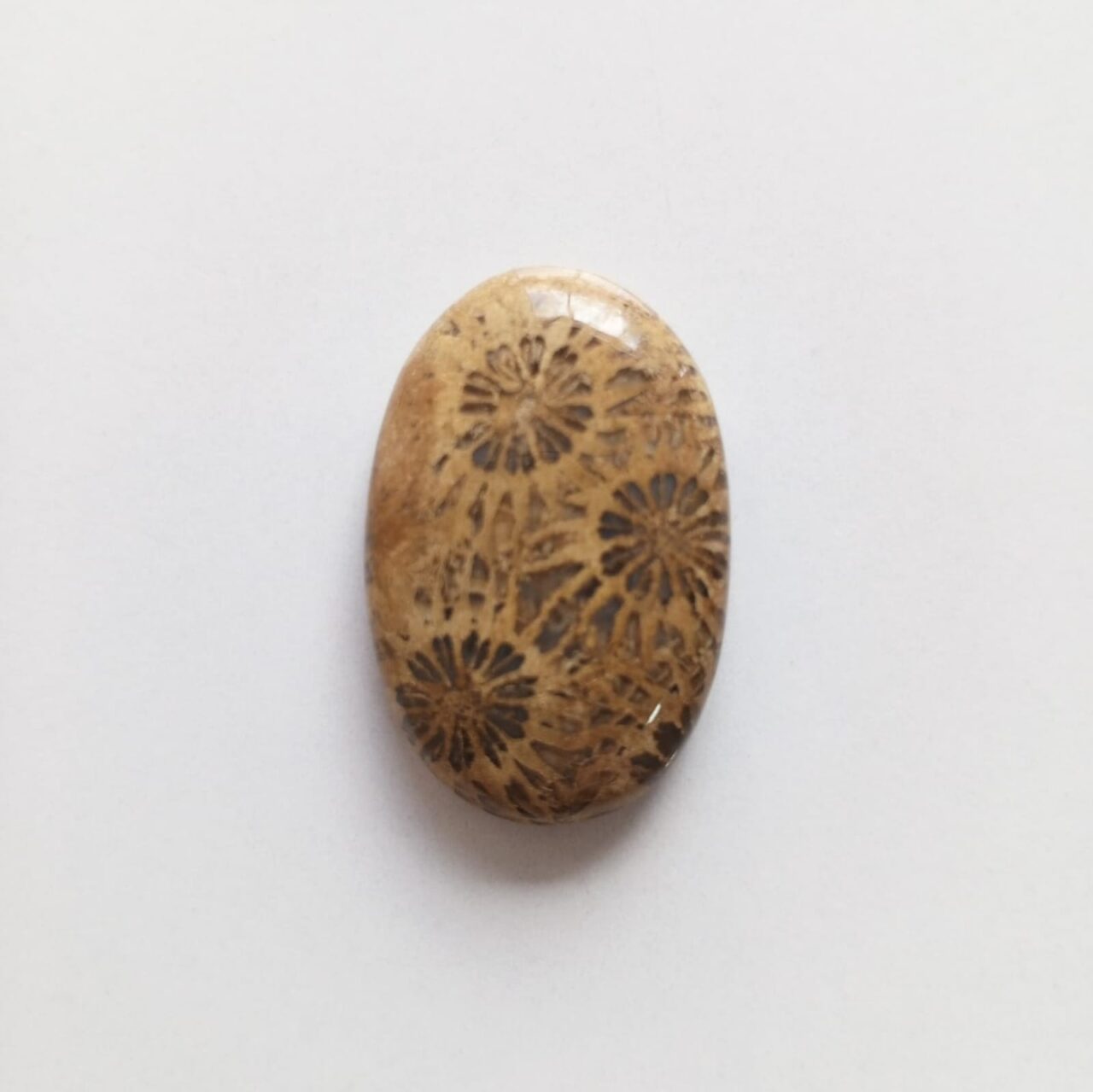cabujon piedra coral fosil 12715