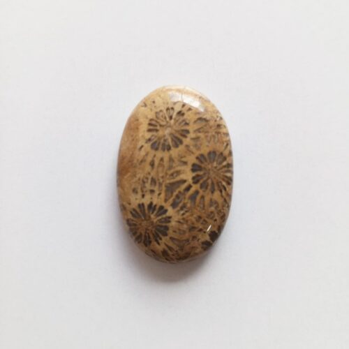 Cabujón Piedra Coral Fósil