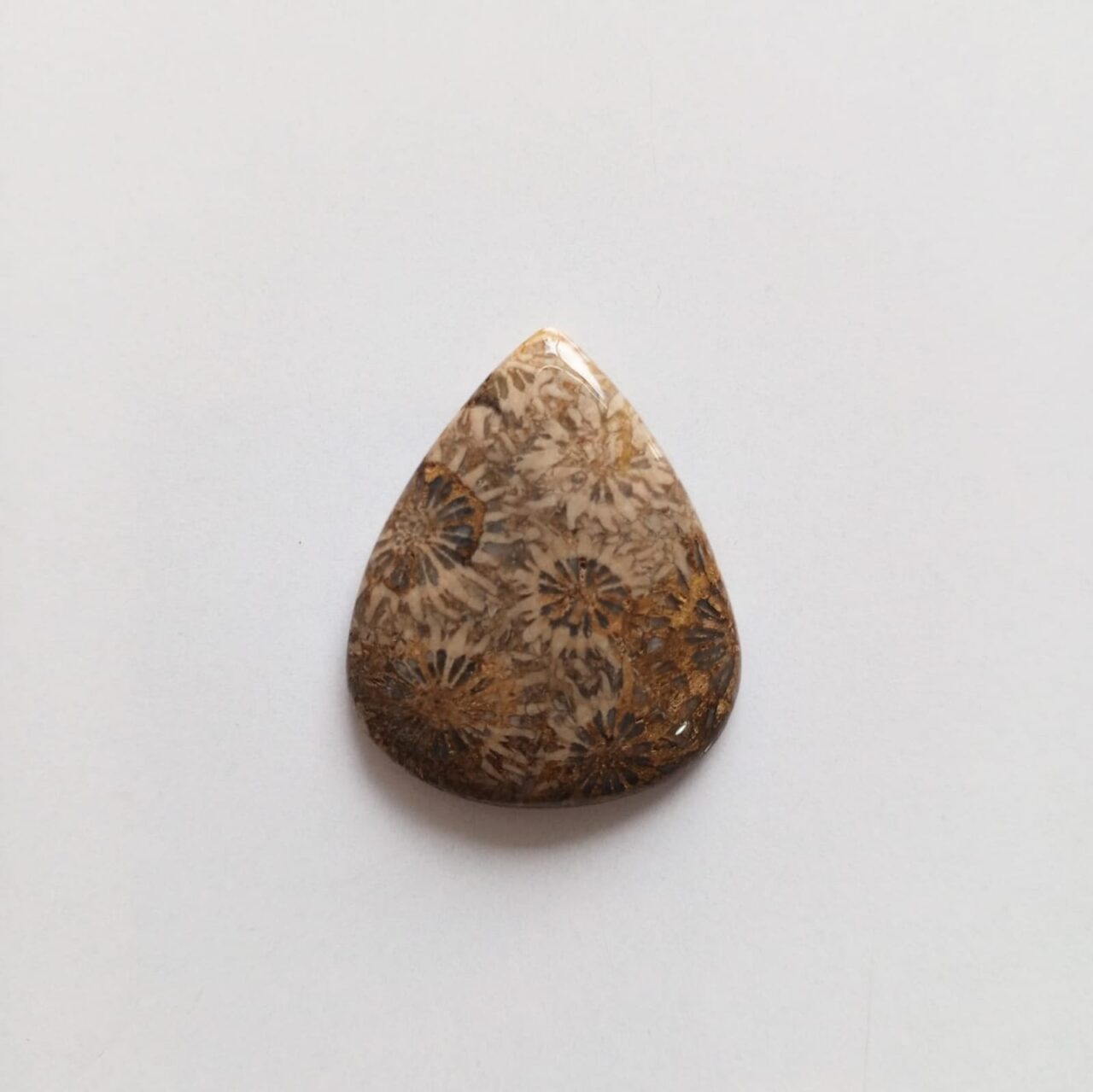 cabujon piedra coral fosil 12719